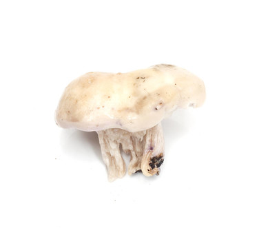蘑菇藍(lán)腳