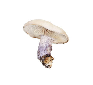 蘑菇藍腳