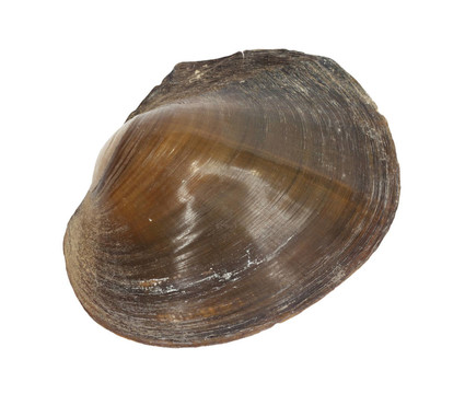 河殼