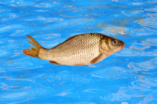 在水背景下的鯉魚