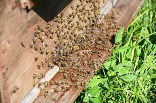 靠近蜂箱的蜜蜂