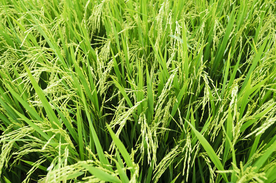 Rice梗