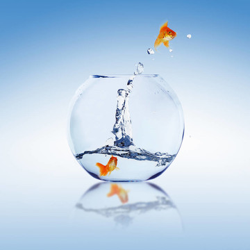 在一個魚缸里的金魚