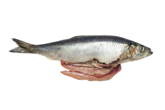 在白色背景上腌鯡魚