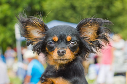 俄羅斯玩具犬品種的狗
