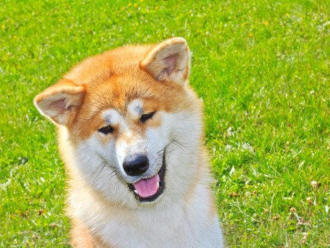 秋田犬，日本狗的微笑