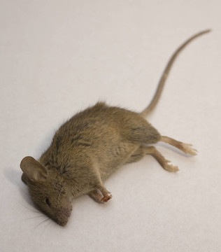 白色死老鼠