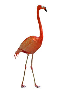 粉紅色的火烈鳥(niǎo)