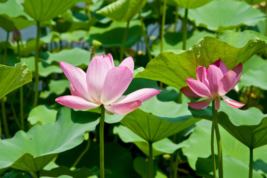 水百合