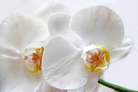 白蘭花