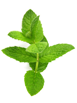 薄荷枝