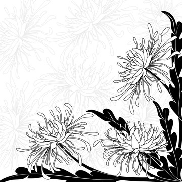 菊花
