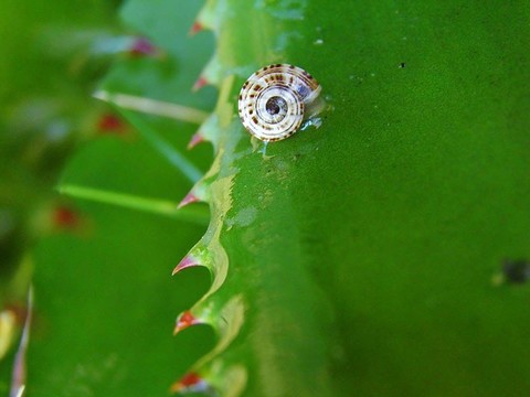 濕Aloe Vera葉上的小蝸牛