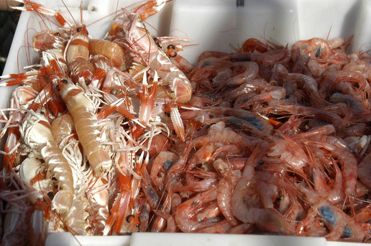 魚市場