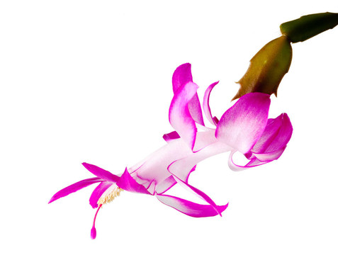 圣誕仙人掌花