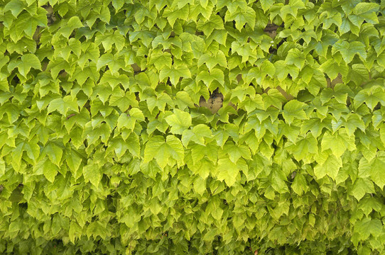 常春藤植物背景