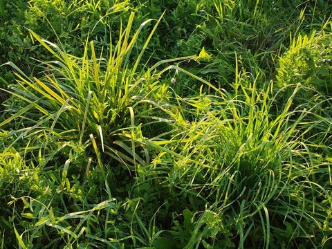 草