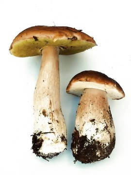 CEP；食用牛肝菌