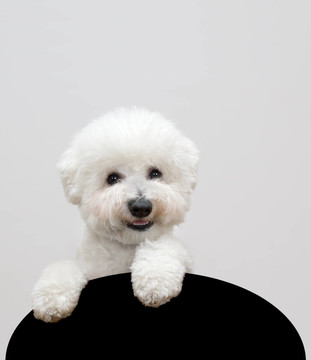 卷毛比雄犬