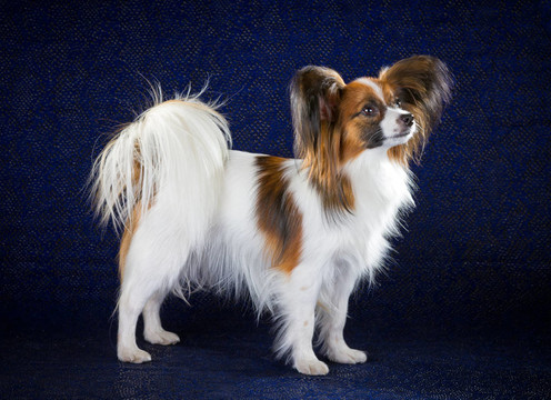 蝴蝶犬
