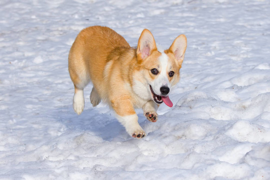 ？embroke威爾士柯基犬