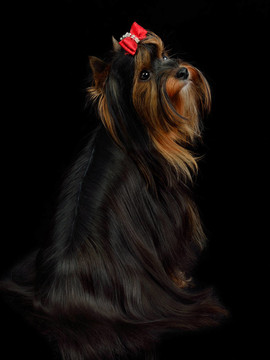 約克郡犬坐