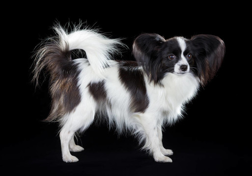 蝴蝶犬