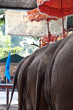 在Ajutthaja旅游騎elefants