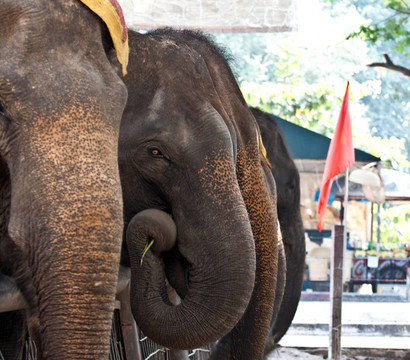 在Ajutthaja旅游騎elefants