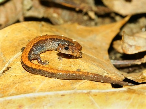 Redback Salamander（Plethodon cinereus）