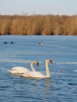 Mute Swan（Cygnus olor）-伊利諾斯