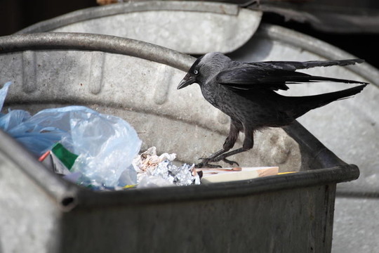 垃圾場上的鳥