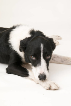 邊境牧羊犬