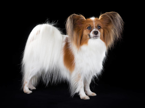 蝴蝶犬