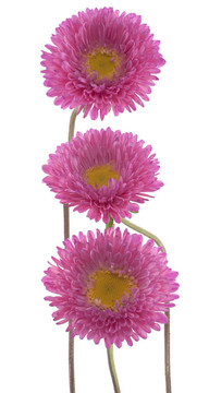 中國(guó)紫菀