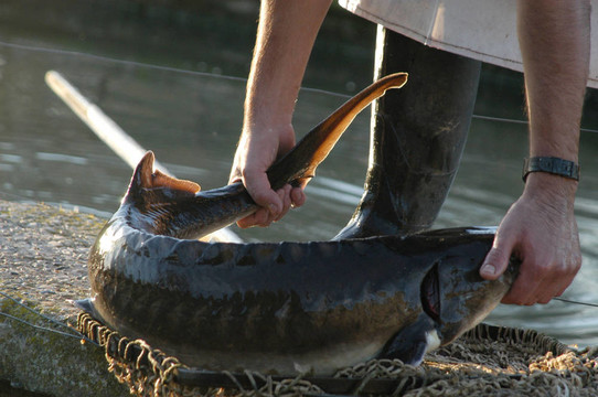 人工養(yǎng)殖鱘魚(yú)在Riofrio