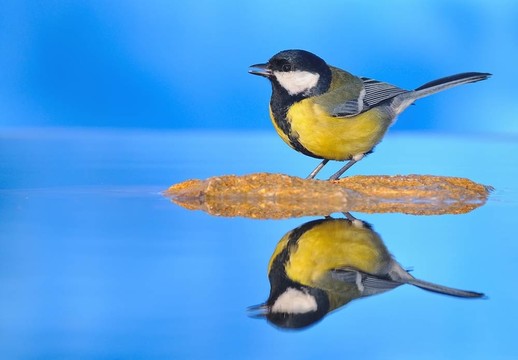 鳥。