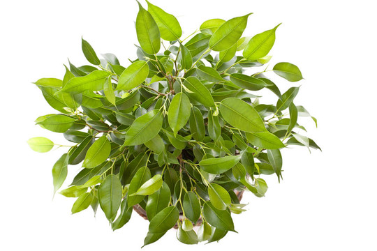 小的樹