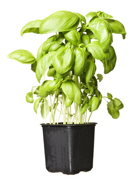 羅勒植物
