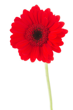 紅色的Gerber