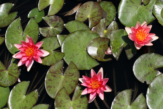水百合