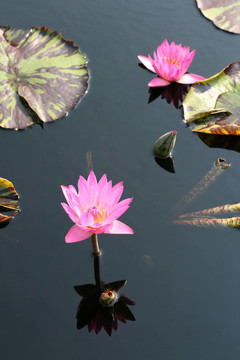 水百合