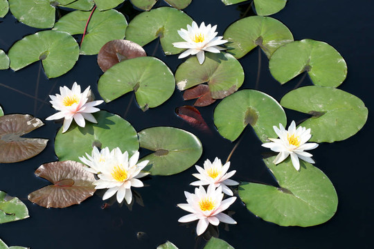 水百合
