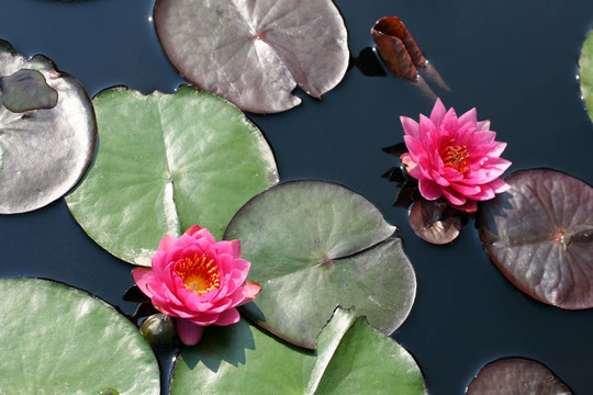 水百合