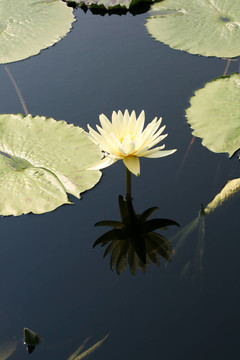 水百合