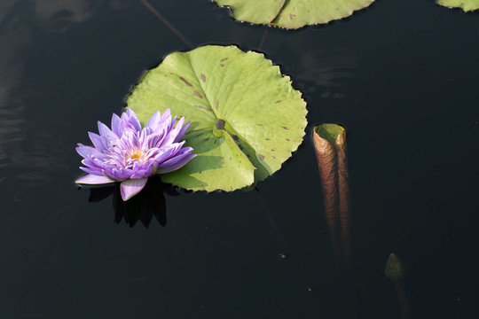 水百合