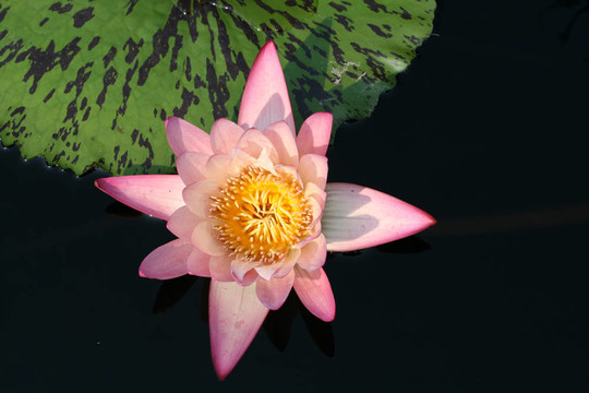 水百合