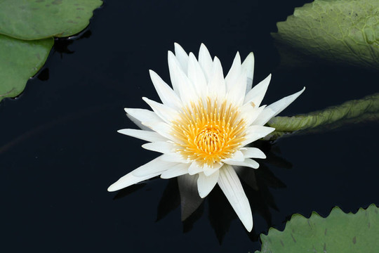水百合