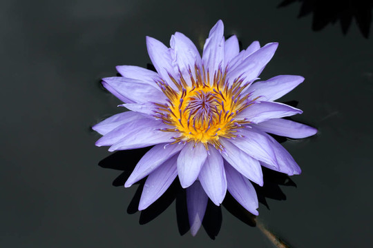 水百合