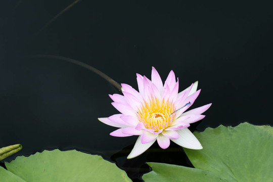 水百合